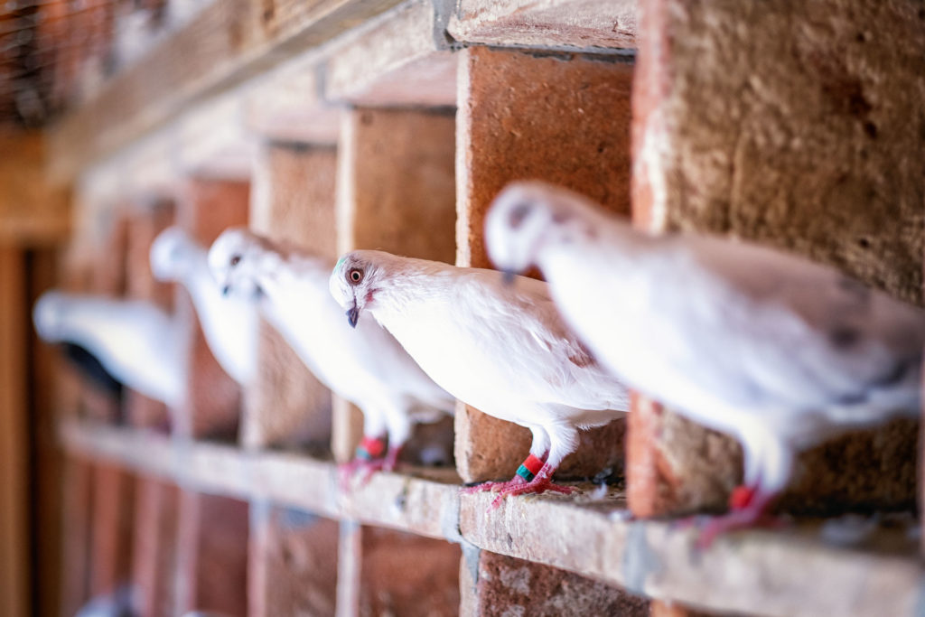 élevage pigeon de chair