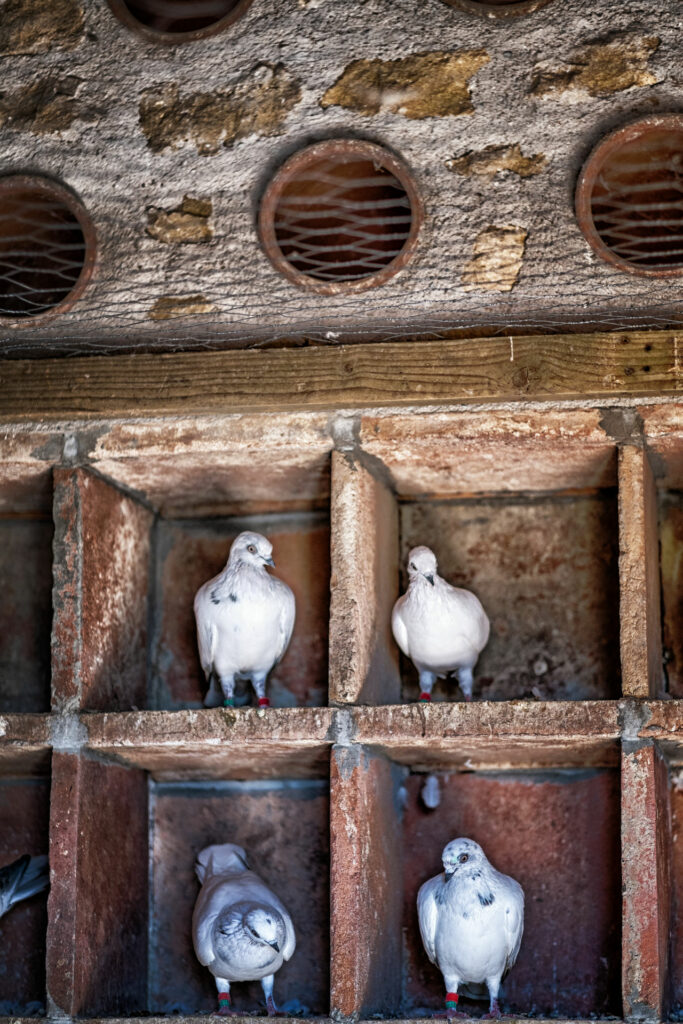 élevage de pigeons de chair