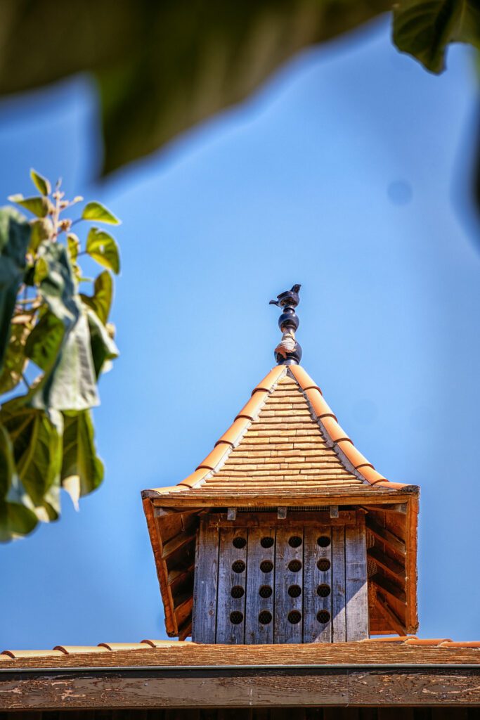 les pigeons du mont royal